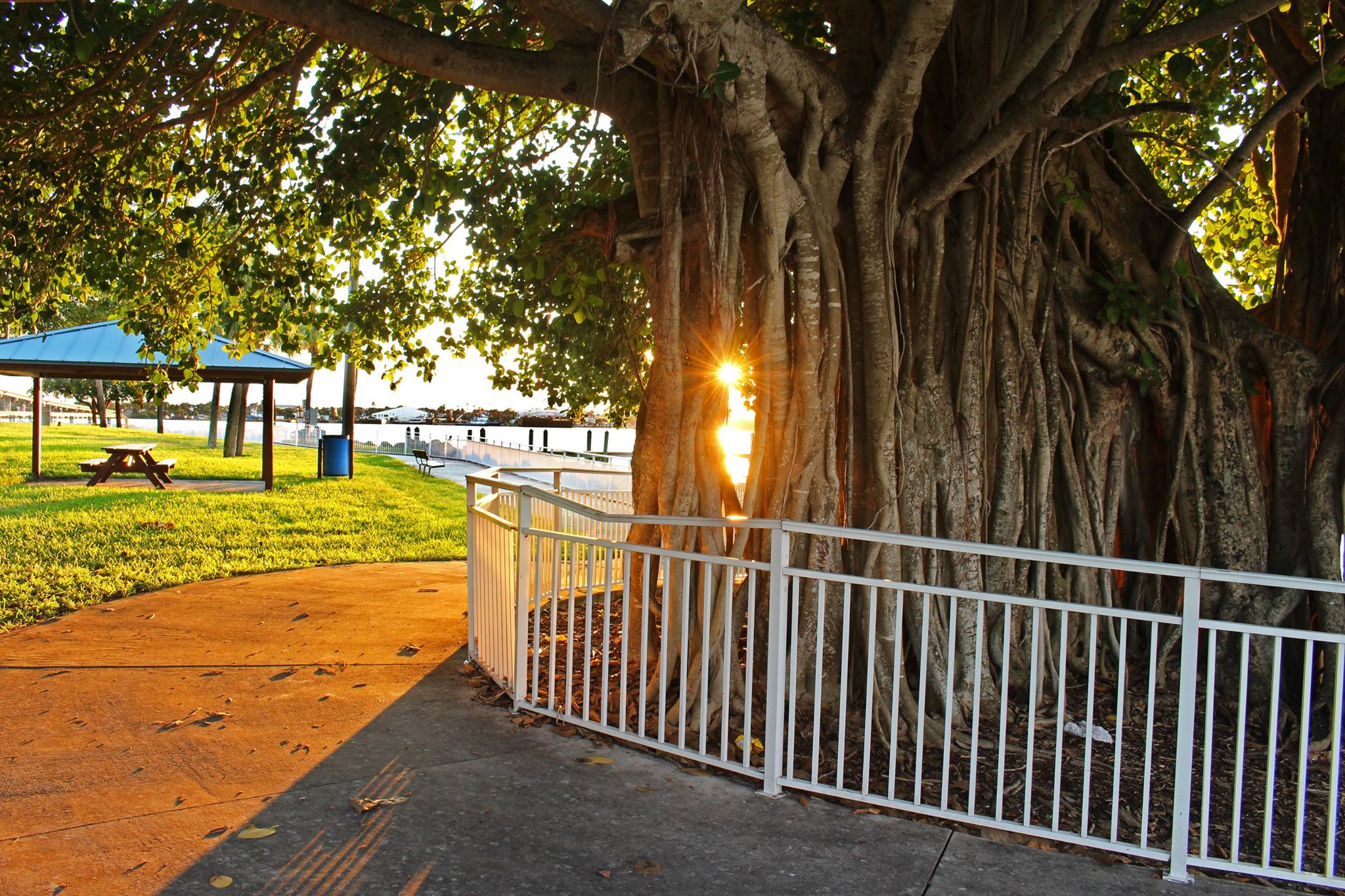 banyan tree.jpg